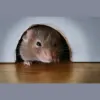 Braveheart Pest & Termite Control