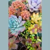 Daniel's Specialty Nursery
