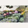 Class Grass Garden Center