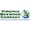Virginia Boxwood