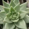 Good Earth Nursery