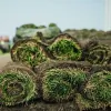 AAA Turf