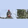 Sanford Tree Service