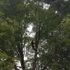 K&J Tree Service