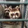 Veteran Wildlife Control