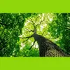 Orange Park Tree Surgeons