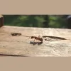 Bug-A-Pest Termite & Pest Control
