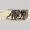 Lakeshore Wildlife Removal