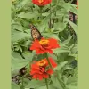 Contrary Mary's Plants & Design
