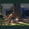 Palm Coast Tree Service