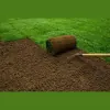 Sims Grass