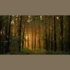 Hook & Ladder Tree Service