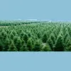 Spruce Trees Direct