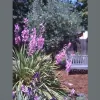 Water Wise Landscaping