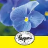 Pasquesi Home & Gardens