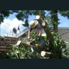 Bloomington Tree Service Pros