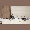 Mason Exterminating