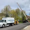 County Tree Service