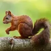 Envision Wildlife & Pest Control Services