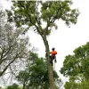 Above & Beyond Tree Service