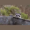 Billy's Wildlife Control