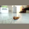 Aattaboy Termite & Pest Control
