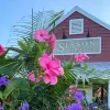 Sisson Landscapes
