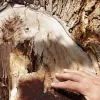 San Antonio Tree Surgeons
