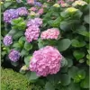 Lawn & Gardens Plus