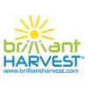 Brilliant Harvest