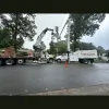 Junior Loye Tree Service