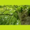 The Tree Lady