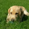 R & R Lawn Service