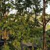 Mimosa Nursery La