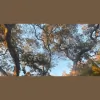 Vega's Tree Service