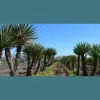 Barton Springs Nursery Wholesale