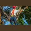 Larry's Tree Service