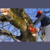Bargain Tree Service