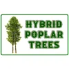 Hybrid Poplar Trees