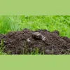 The Mole Man