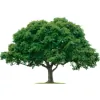 Daughtry Tree Service