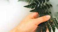 Green Eco-Friendly Cleaning