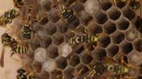 Bee Exterminator / Wasp Exterminator