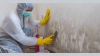 Home Mold Testing