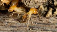 Best Termite Companies