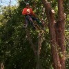 Pauls Tree Service