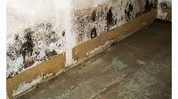 Mold Inspection