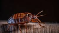 Nampa Bed Bug Control