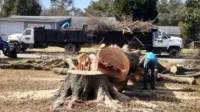 Tree Removal & Stump Grinding