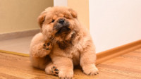 Flea and Tick Control